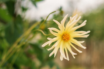 yellow dahlia growing on a bush