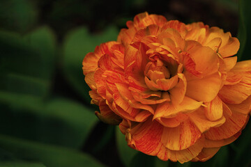  orange, yellow, terry tulip in green.