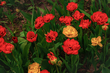 lots of beautiful large red and yellow tulips outdoors close-up