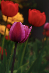 lots of beautiful large red and yellow, silver, pink tulips outdoors close-up
