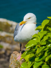 Herring Gull perched on the rocky coast (Caldey Island, Tenby, Wales, United Kingdom)