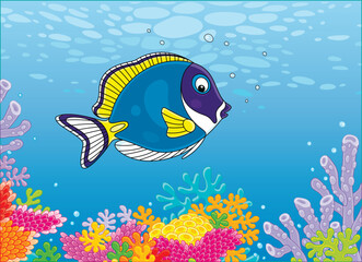 Blue surgeonfish swimming over colorful corals of a reef in blue water of a tropical sea, vector cartoon illustration