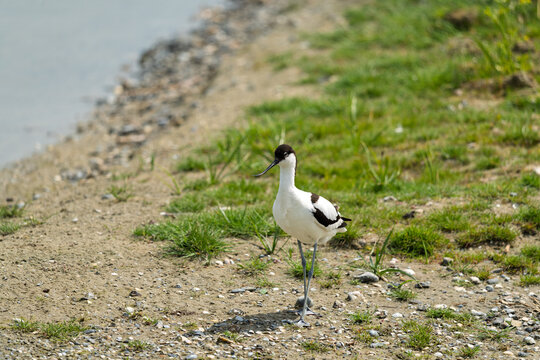 portrait d'une avocette &eacute;l&eacute;gante au printemps sur une plage de bord de mer