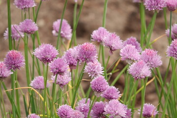 Kwitnący szczypiorek - fioletowe kwiaty szczypiorku © tomo81