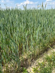 młode zielone zboże na wsi