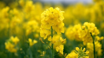 Bright yellow flowers blooming in a vibrant field on a sunny day