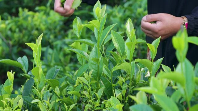 Woman hand-picking tea leaves in a Nepalese mountain tea plantation. Closeup of traditional tea harvesting by hand in lush green gardens.
