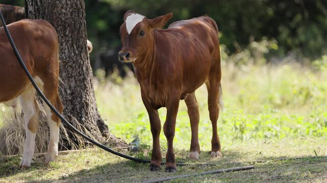 Young interested cow standing on grassy rural field with another cow nearby.