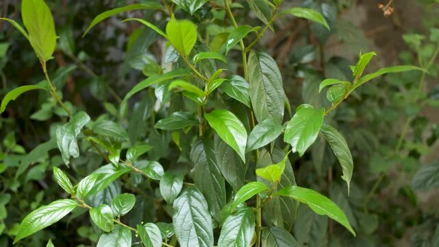 hard wind moving Rhamnus prinoides, the shiny-leaf buckthorn, the ingredient of local tasty traditional local beer in Ethiopia