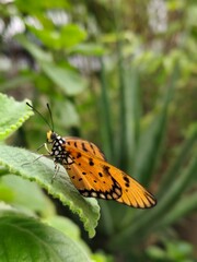butterfly on a flower
