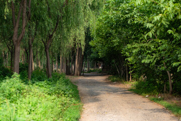 The flowers and plants that grow naturally in the fields are the main vegetation in the eastern part of North China