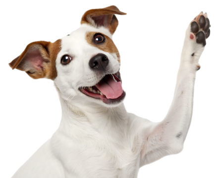 Happy jack russell terrier with brown markings raising its paw against a black background looking up