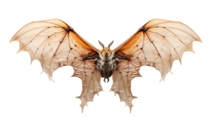 Fantasy bat wings art, beige-brown surreal creature, nature-inspired design, retro rustic graphic print, isolated on transparent background.