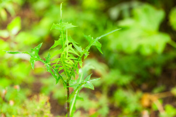 The flowers and plants that grow naturally in the fields are the main vegetation in the eastern part of North China