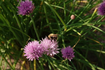 Trzmiel zbierający pyłek kwiatowy z kwiatów szczypiorku