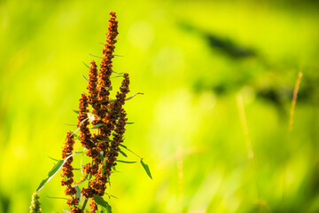 The flowers and plants that grow naturally in the fields are the main vegetation in the eastern part of North China