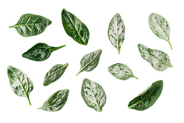 Isolated Assorted Spinach Leaves