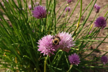 Trzmiel zbierający pyłek kwiatowy z kwiatów szczypiorku © tomo81