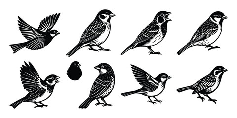 Silhouette vector bundles of Sparrows with Different Poses Black and White.
