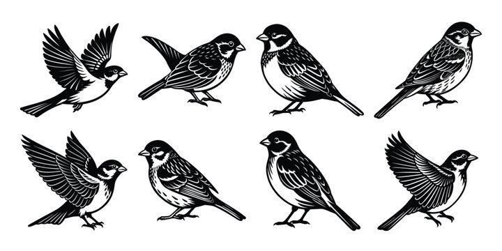 Silhouette vector bundles of  group of birds in different poses.