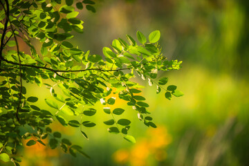 The flowers and plants that grow naturally in the fields are the main vegetation in the eastern...