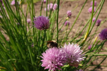 Trzmiel zbierający pyłek kwiatowy z kwiatów szczypiorku © tomo81