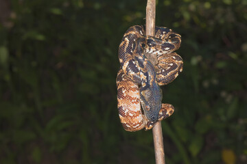 Madagascar tree boa (Sanzinia madagascariensis), Madagascar