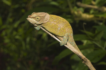 Elephant-eared Chameleon or Short-horned Chameleon (Calumma brevicornis), Endemic, Madagascar