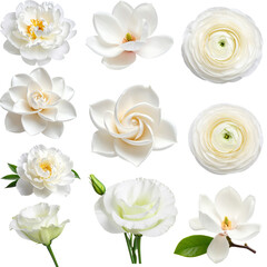 Set of isolated white flowers including peony, rose, lisianthus, magnolia, ranunculus and gardenia