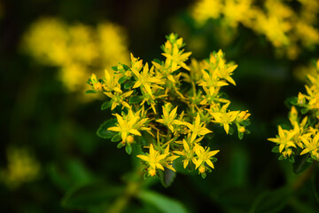 The vegetables used for greening in the park are blooming with yellow flowers