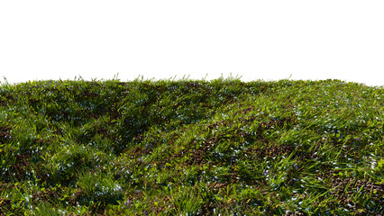 3D rendered grassy slope with wild flowers  on a sunny day isolated on transparent background. 3D...