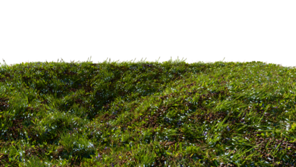 3D rendered grassy slope with wild flowers  on a sunny day isolated on transparent background. 3D rendering of spring grass landscape with scattered flowers.  