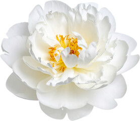 White peony flower with lush petals and green leaves isolated on transparent background
