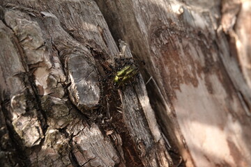 Żuk zielony, żuk leśny atakowany przez stado mrówek © tomo81