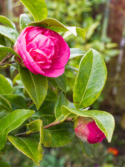 Camellia plant coming into flower with bud and leaves.