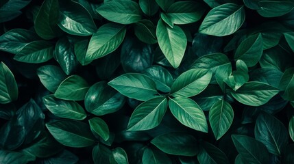 Fototapeta premium Tropical green leaves full frame texture for botanical nature freshness photography foliage background setup concept
