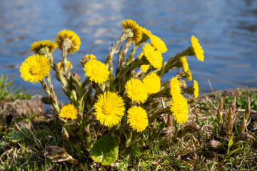 Huflattich (Tussilago farfara) am Ufer des Müritzsee, Mecklenburgische Seenplatte, Mecklenburg,...