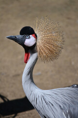 Grey Crowned Crane (Balearica regulorum) looking up with blue eye, spiky hair, red wattle and blue-gray feathers, sandy background.