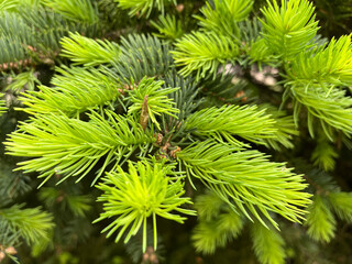 Dense cluster of bright green spruce branches with needle-like foliage creating natural woodland pattern. Multiple overlapping branches form intricate texture showcasing the complexity and beauty of c