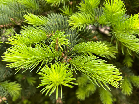 Dense cluster of bright green spruce branches with needle-like foliage creating natural woodland pattern. Multiple overlapping branches form intricate texture showcasing the complexity and beauty of c