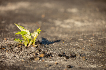 A plant sprout breaks through the asphalt. Strength and endurance in nature. The concept of business breakthrough, ideas and opportunities.
