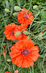 Single magnificent orange poppy flower in full bloom displaying intricate petal details and dark center. The vivid coral-orange blossom stands out dramatically against soft green natural background