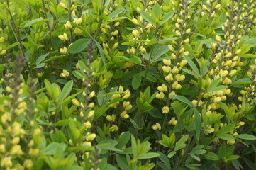 Lush Green Foliage with Golden Blooms: a close-up capture, showcasing the intricate patterns of flourishing greenery. The scene presents a vibrant display of blossoming flowers with yellow blossoms.