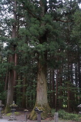 Ancient Sacred Tree: A majestic ancient cedar tree stands tall amidst a serene forest, its presence exuding a sense of timelessness and reverence.  Stone lanterns and smaller trees surround its base.