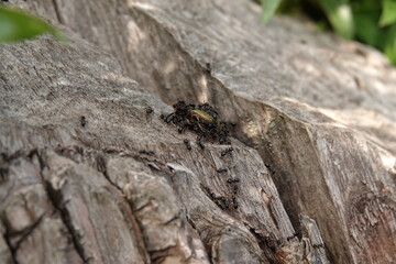 Żuk zielony na pniu drzewa atakowany przez stado czarnych mrówek © tomo81