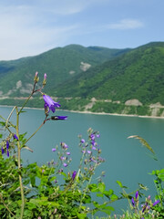 Wild bellflowers blooming on a mountain slope in the Caucasus region of Georgia, with a scenic view of the river and green hills in the background on a sunny summer day.