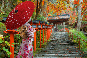 Japanese Woman in  Traditional Kimono Kifune Shrine in Kyoto, Japan with beautiful autumn scenery.