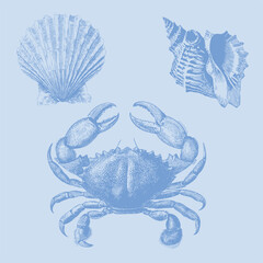 vector illustration of a crab