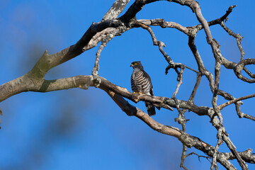 An African cuckoo hawk perched in a dead tree