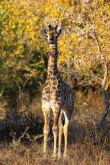 a giraffe calf in golden light